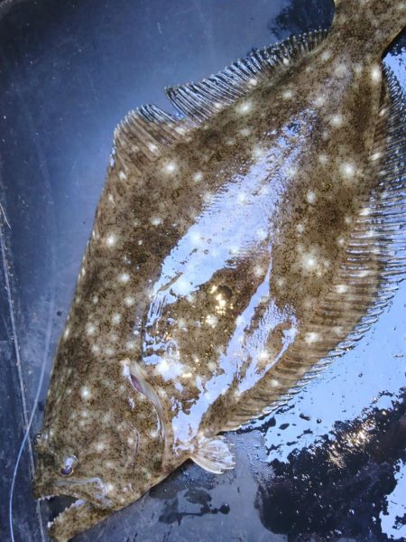 真昼間から釣り友とヒラメコラボｗ